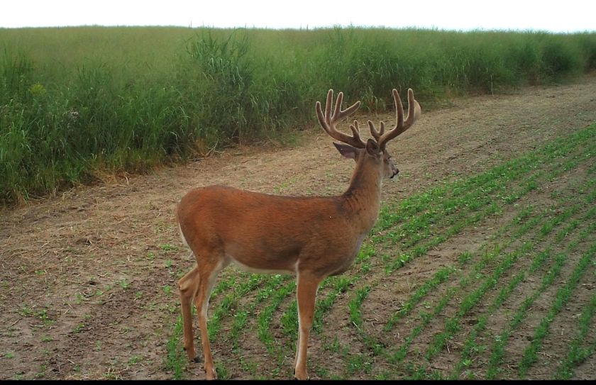 attracting deer herds