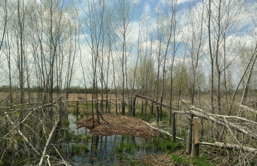 whitetail habitat diversity