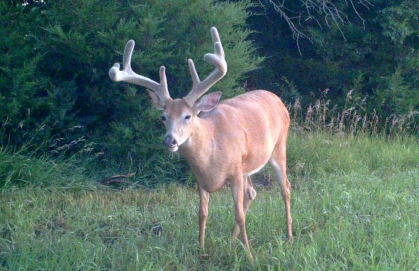 winter whitetail scouting