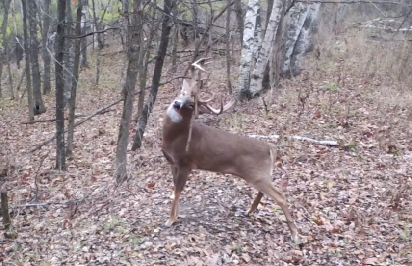 fall trail cam location