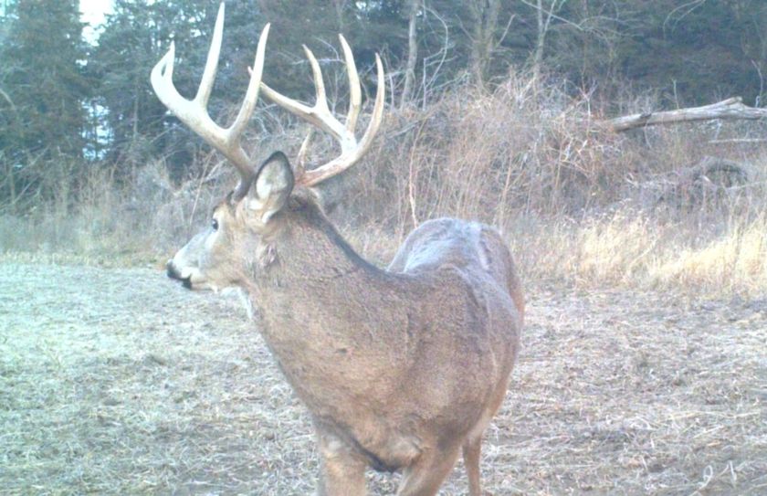 deer beds