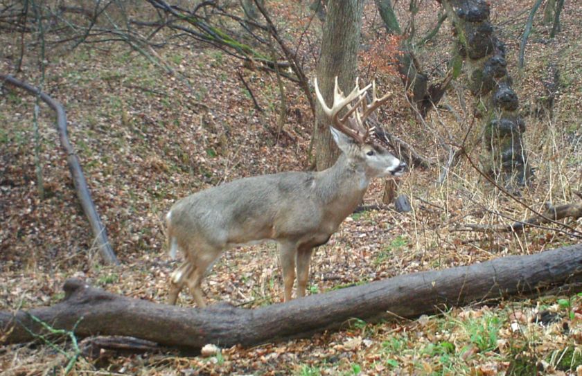 annual rut predictions