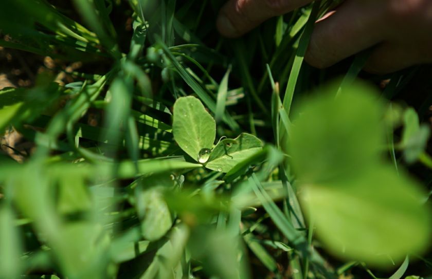 deer to food plots