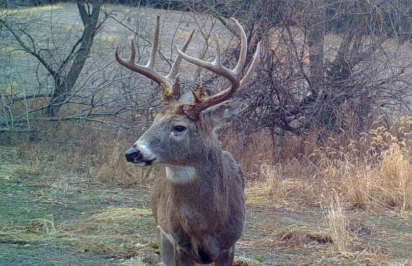 2018 whitetail rut forecast