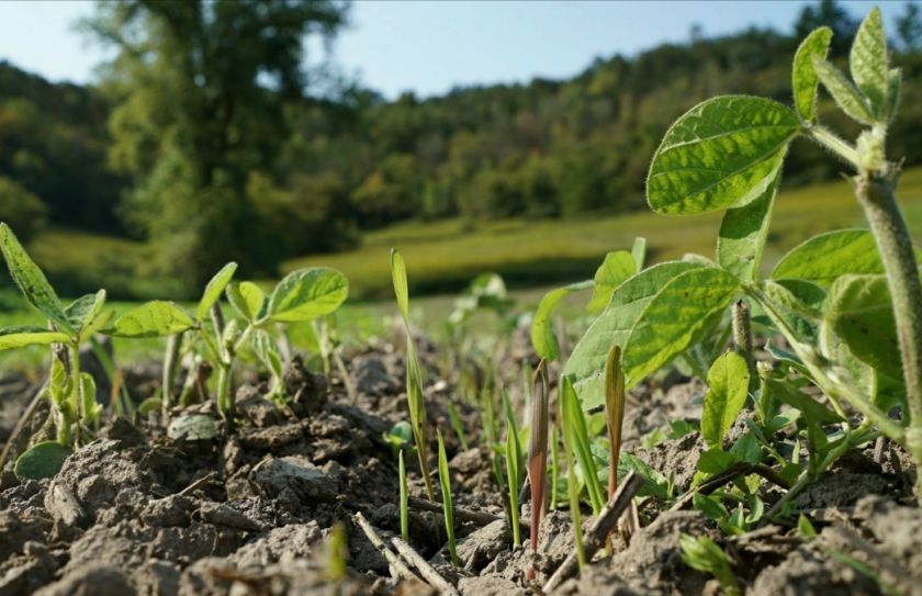 annual food plots