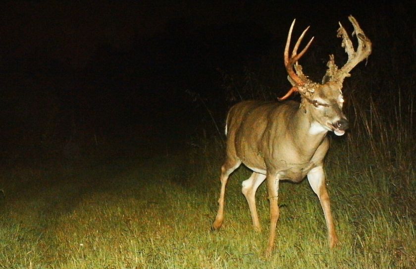 early season bowhunting