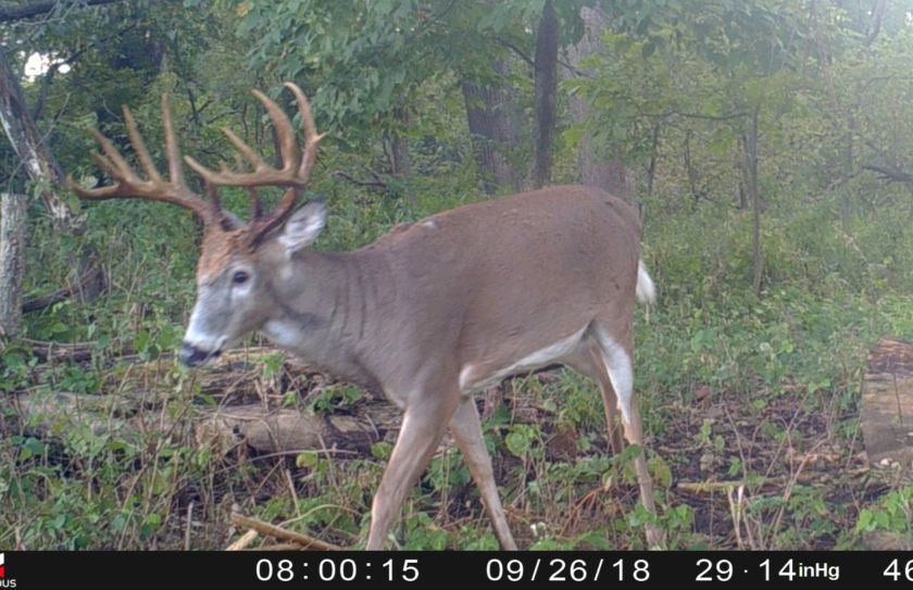 hunt deer in the rain