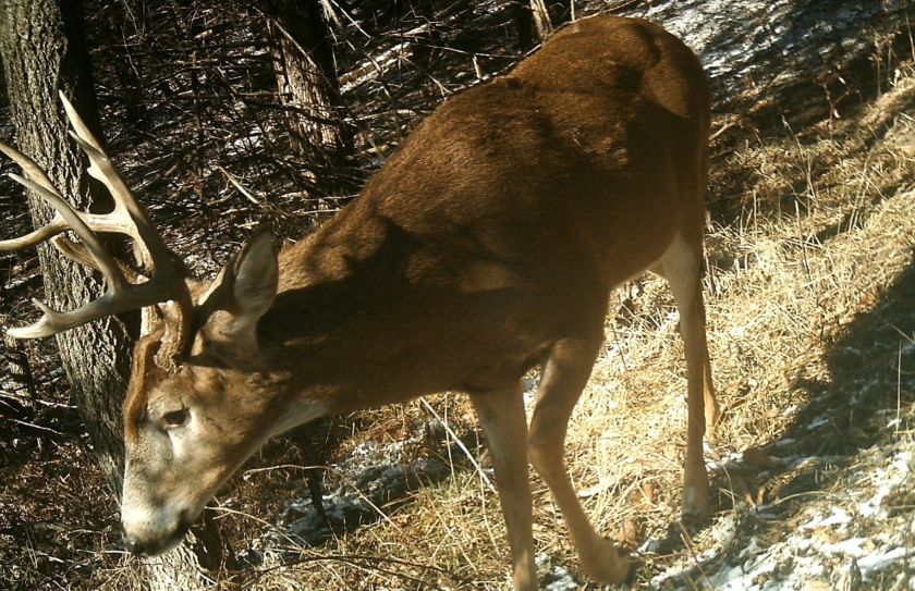 deer hunting thermals