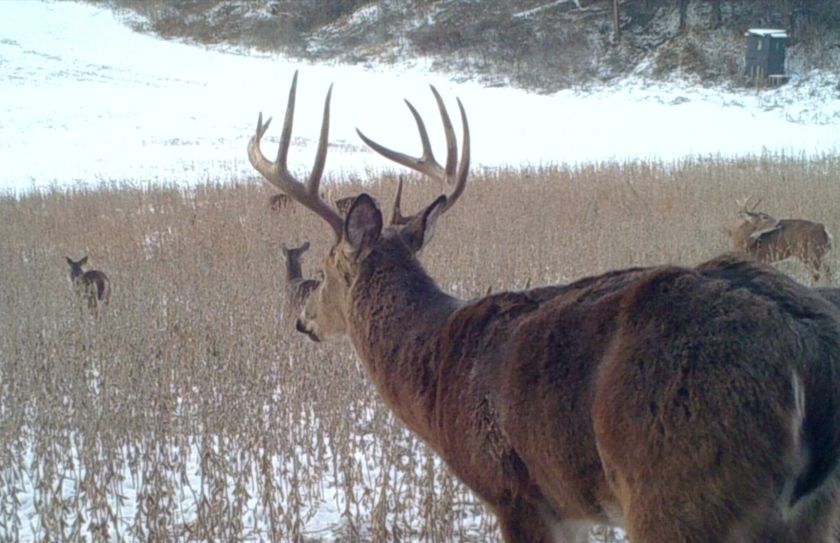 2018 pre rut morning 