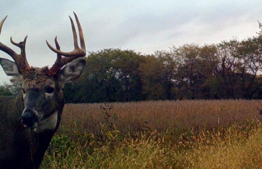 strategies for daytime buck