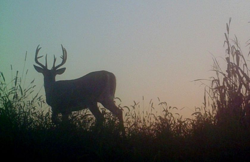 whitetail rut weather