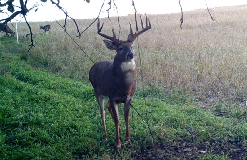 nocturnal bucks