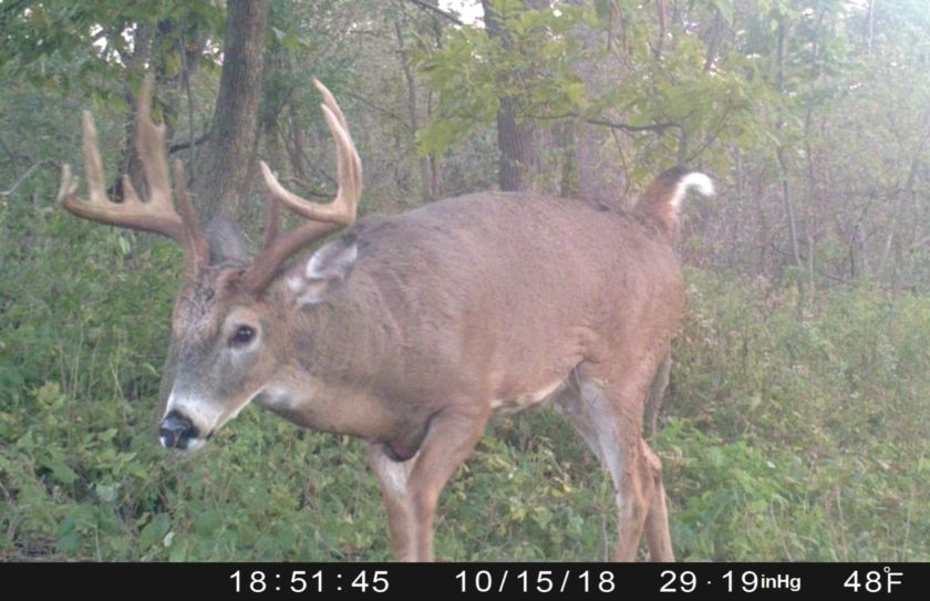 whitetail rut begin