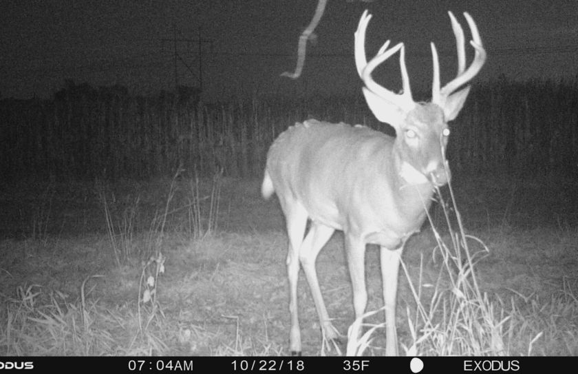 whitetail rut hunting