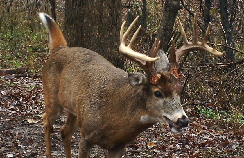 10 second bowhunting