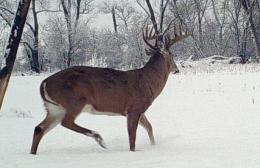 late season food plot