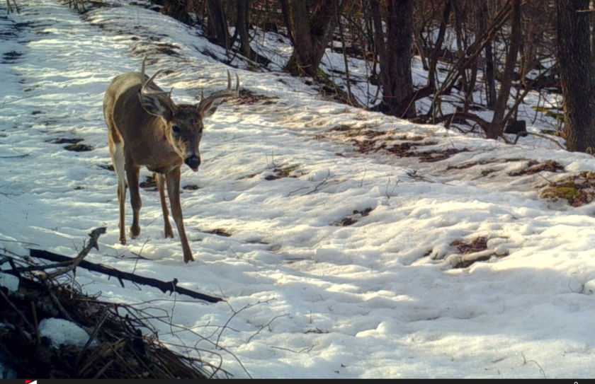 shooter bucks