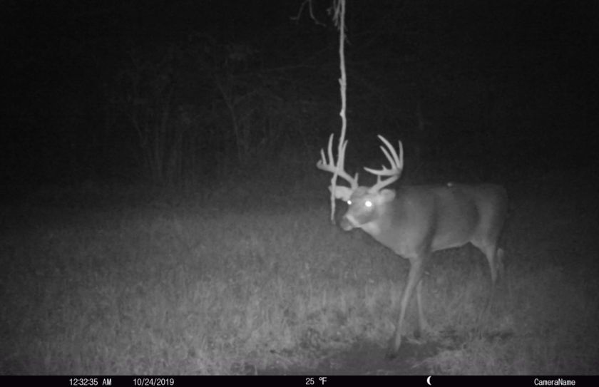 Nocturnal Deer Parcel