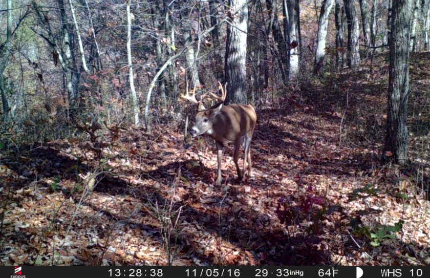 Ohio Buck