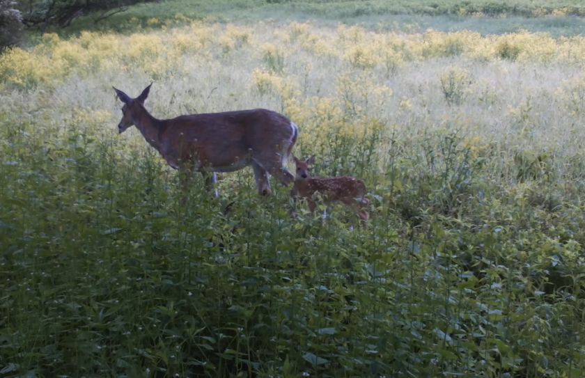 Small Parcel Whitetail