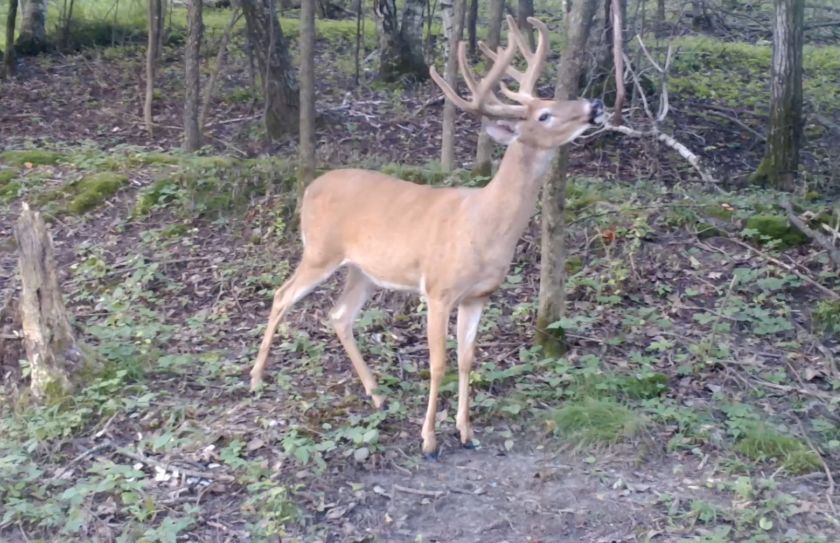 Whitetail Mock Scrapes