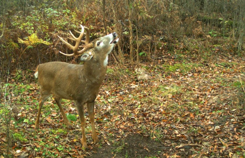 whitetail herd and hunting