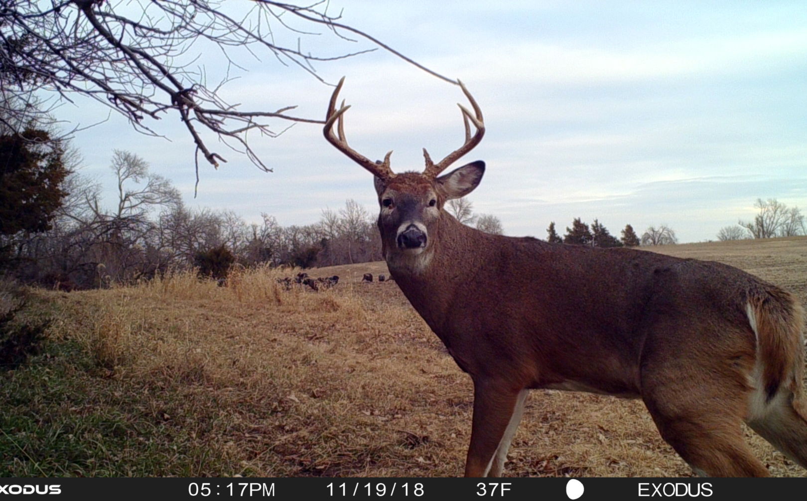 How Far Do Bucks Travel from Their Beds? 