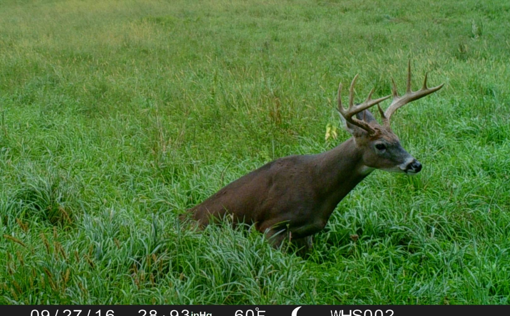 weather buck patterns