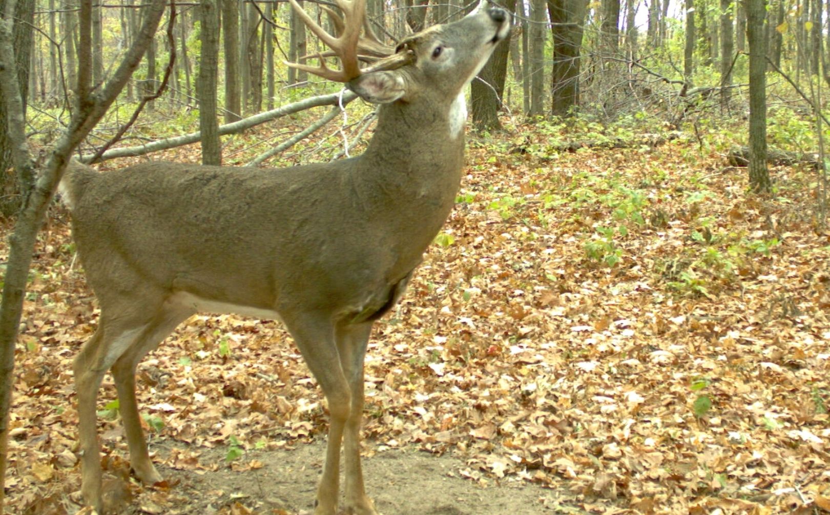 What Time of Day Do Bucks Check Scrapes?