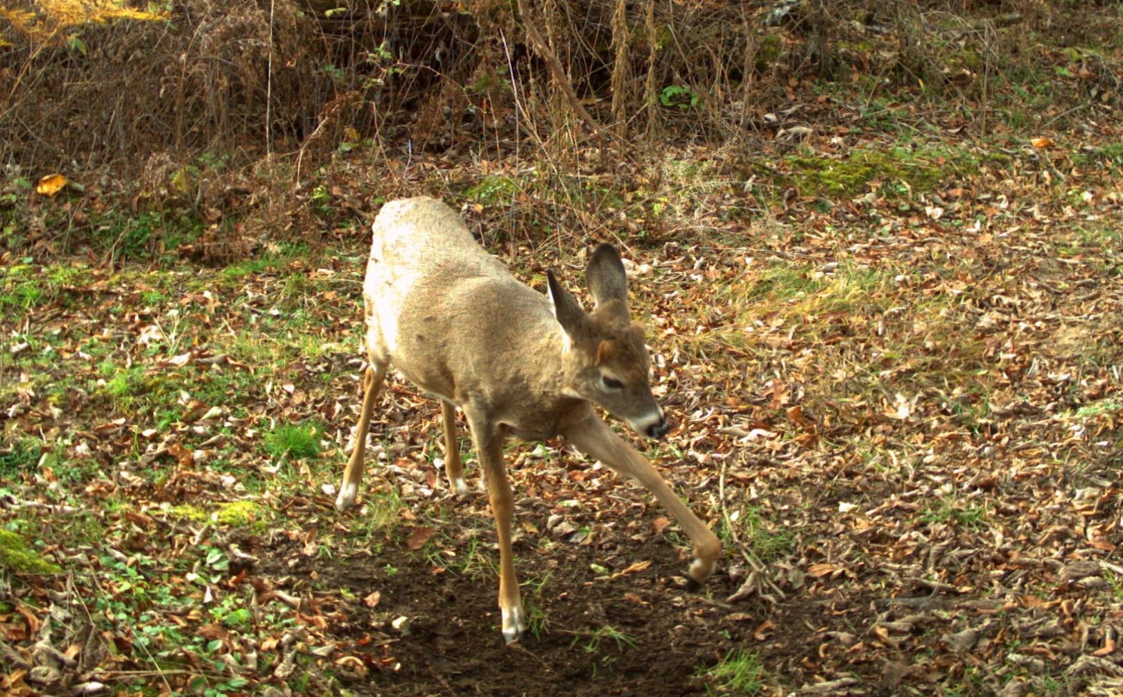 deer habitat for big bucks