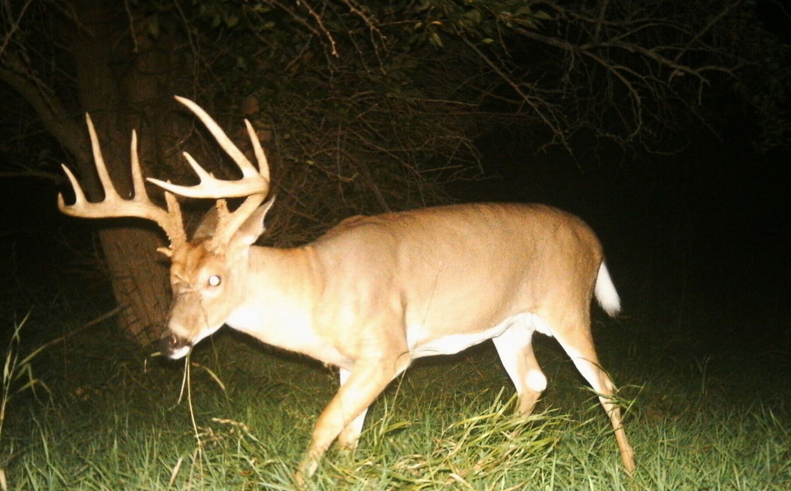 whitetail rut timing