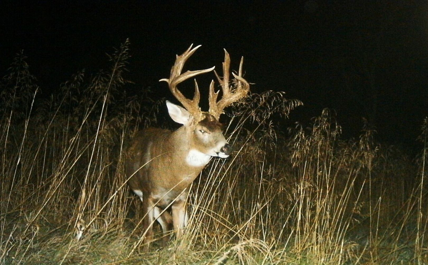 when to hunt monster buck