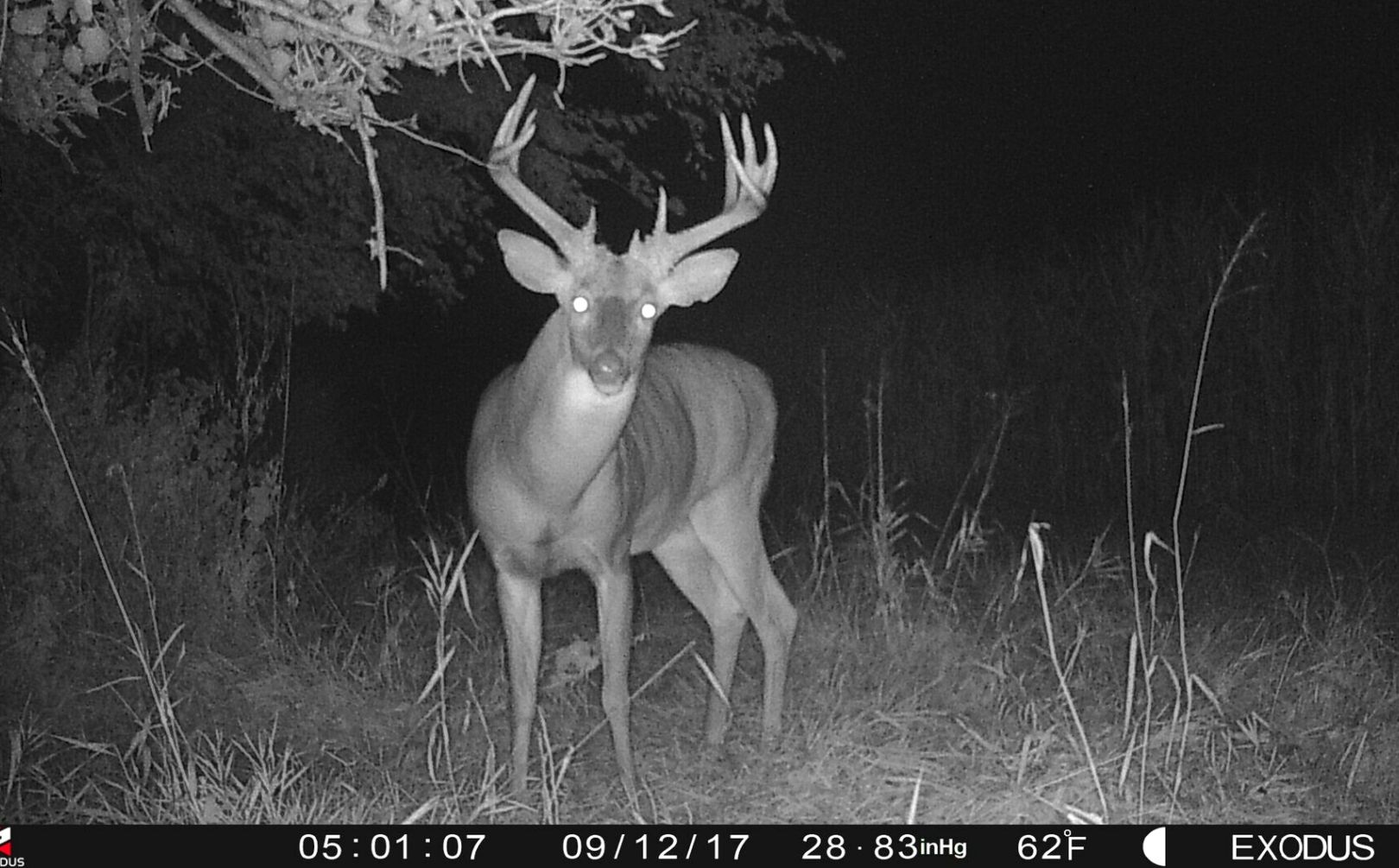 best night trail camera