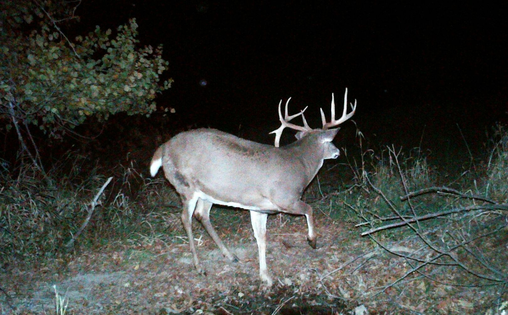 october mature buck tactics