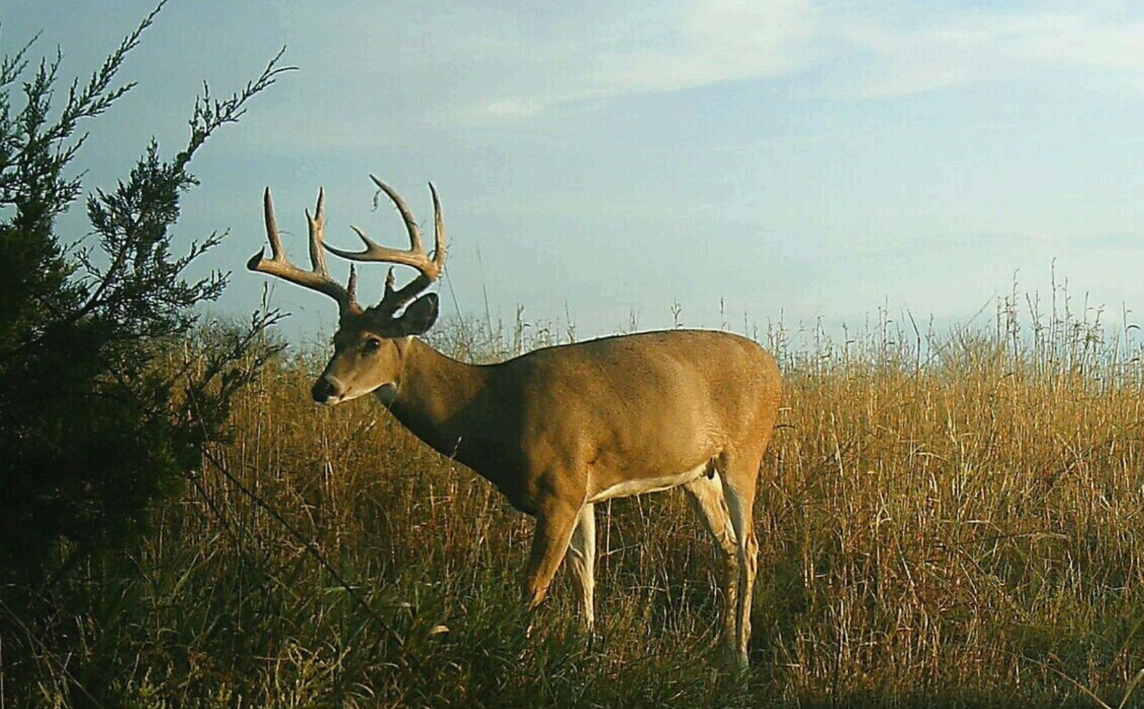 whitetail rut stand locations