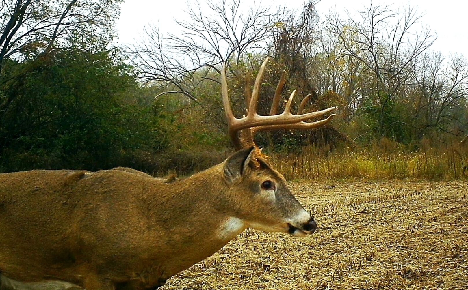 2017 whitetail rut