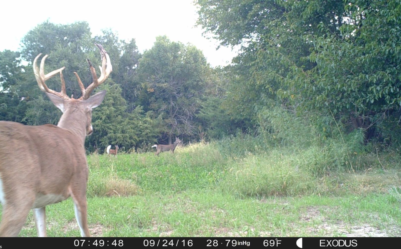 fall food plot