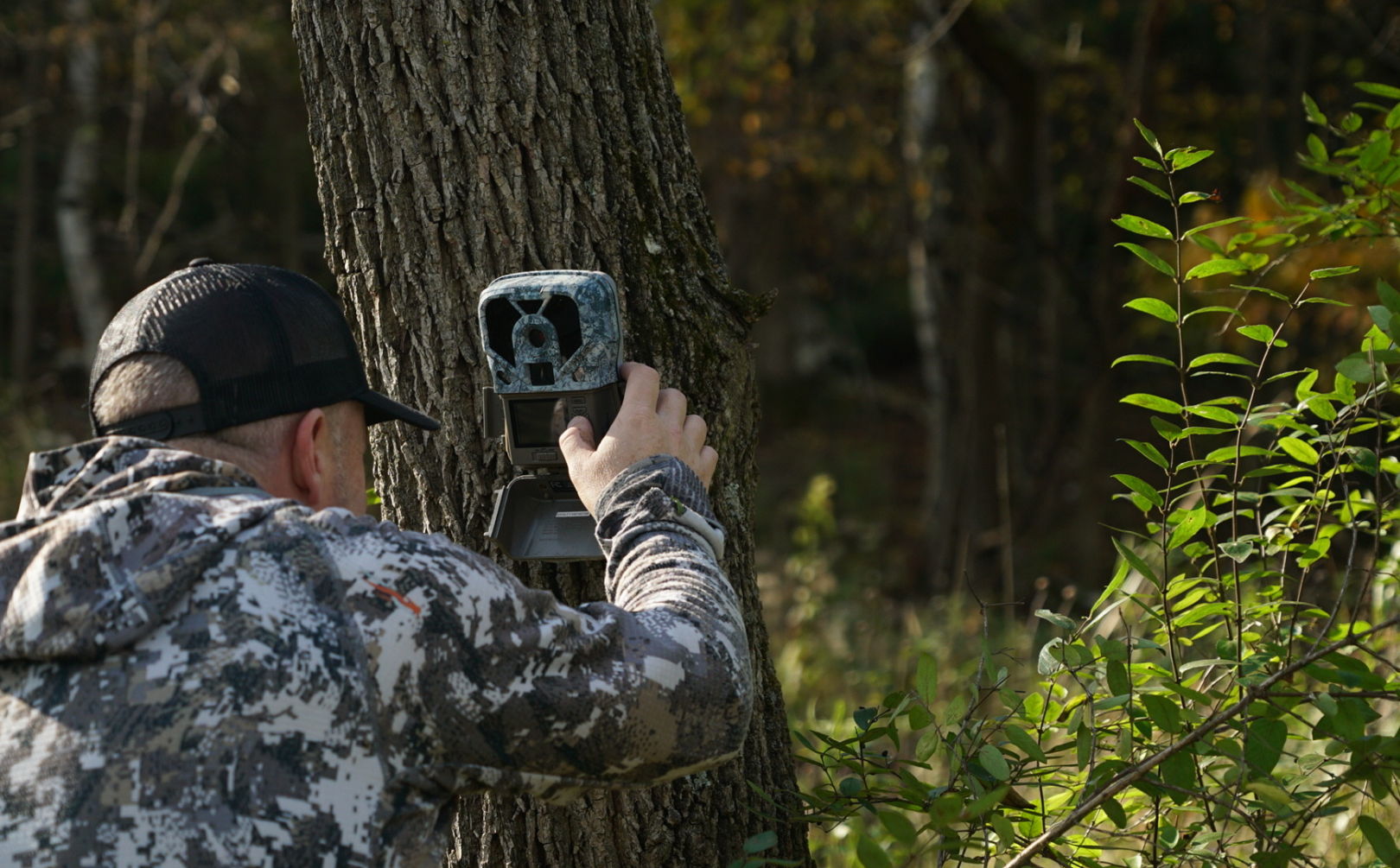 trail cam rut forecast