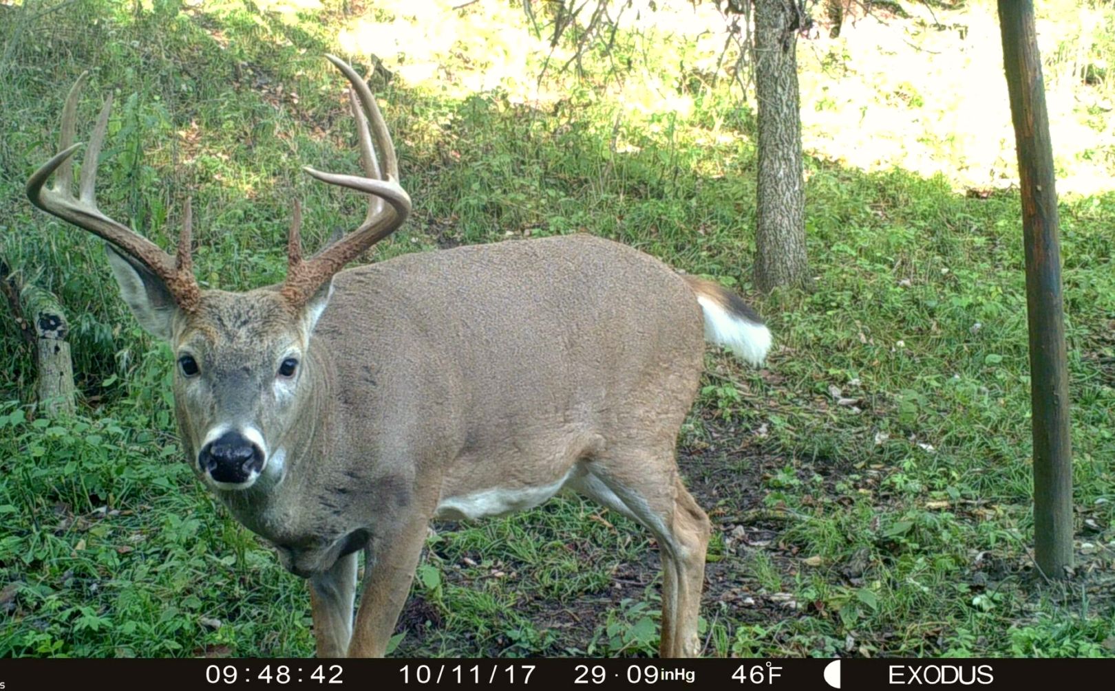 2017 pre rut whitetail forecast