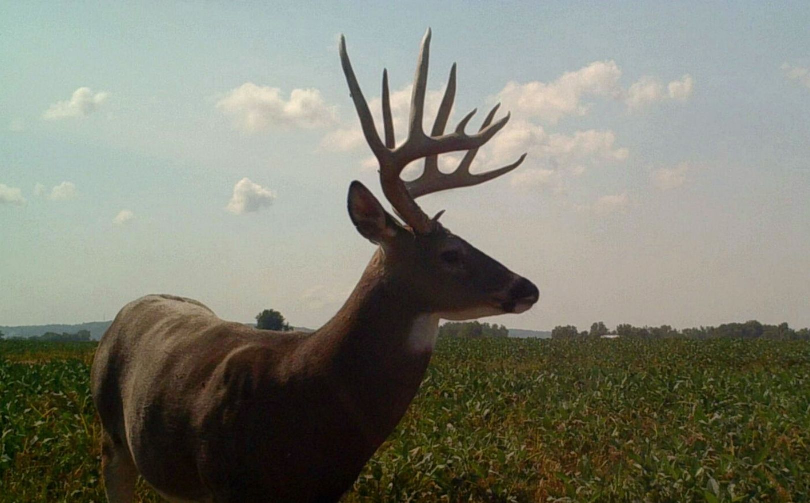 mature buck travel