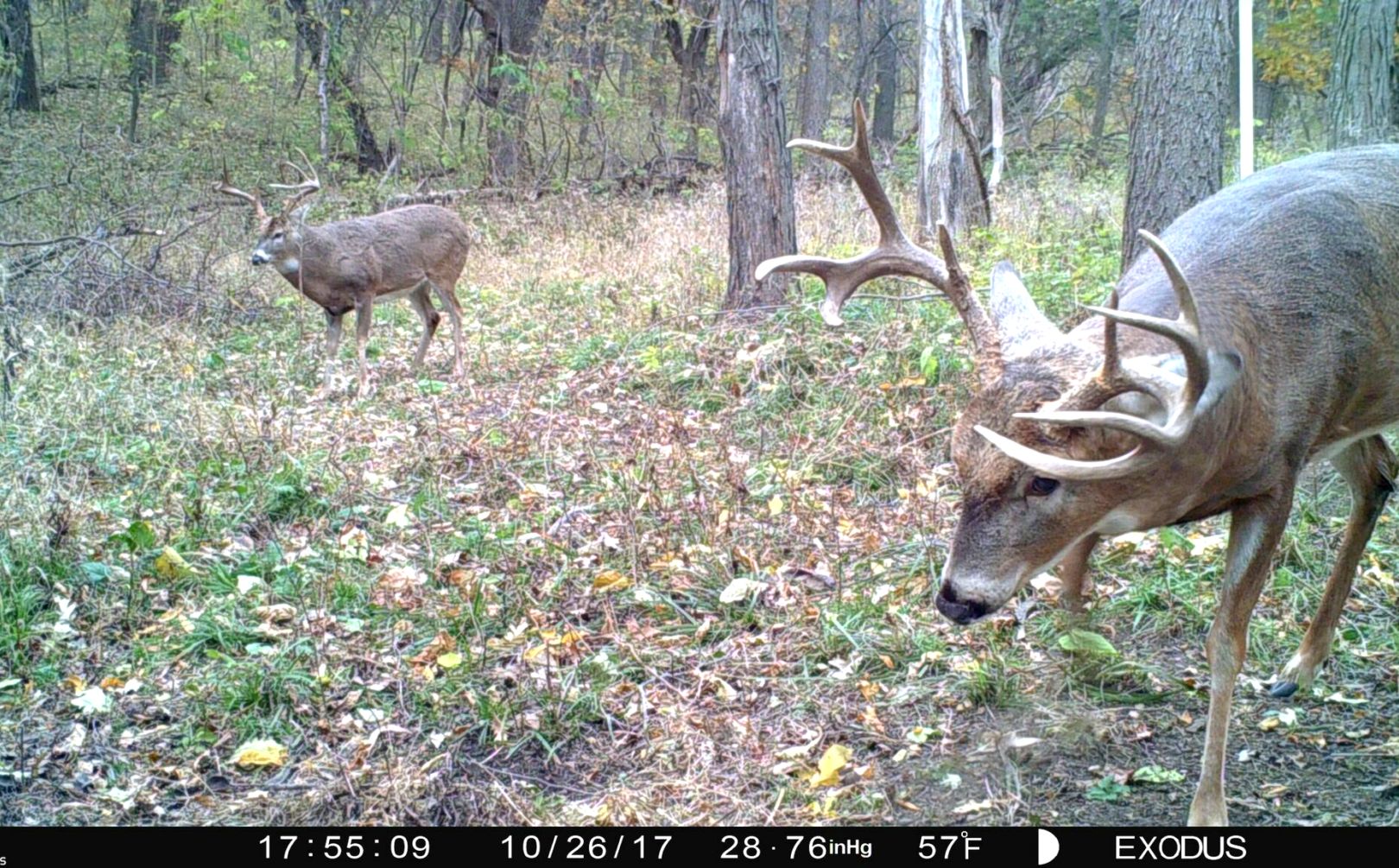 windy weather whitetail