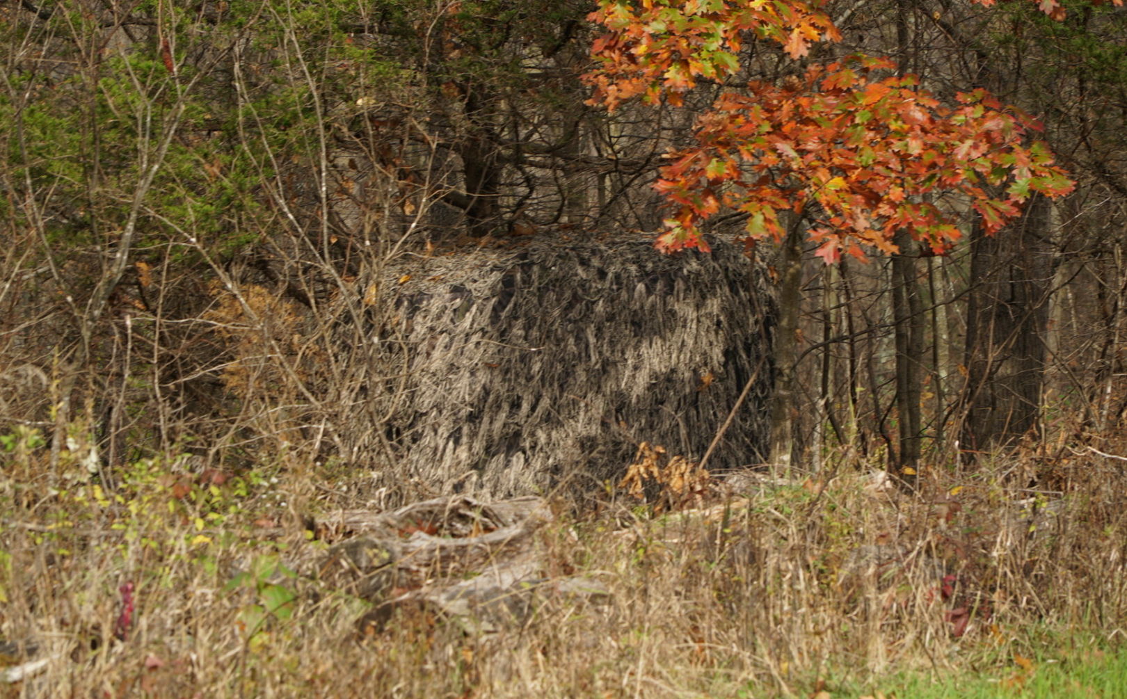 hide deer blind