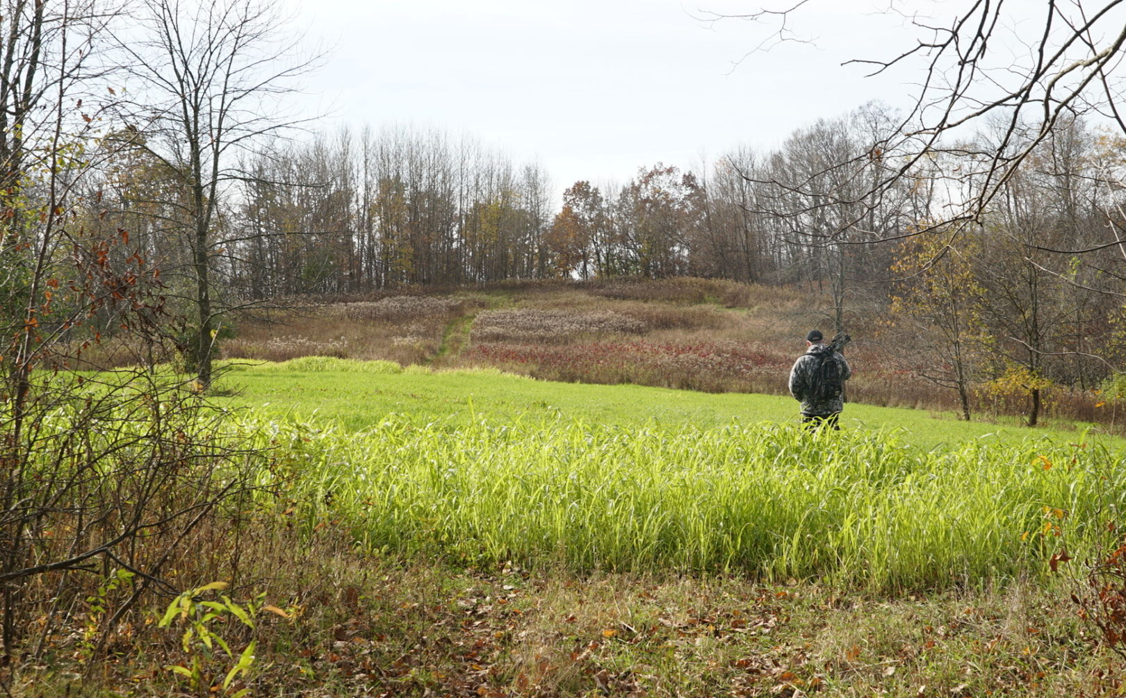 bucks with food plots