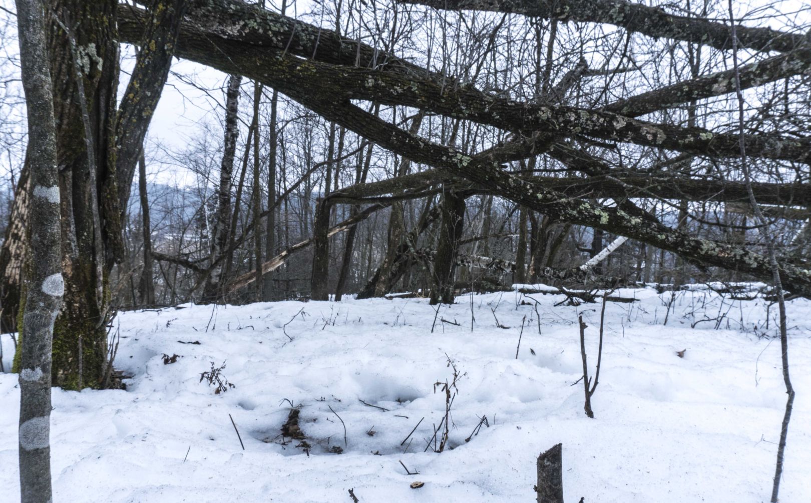 deer bedding canopy