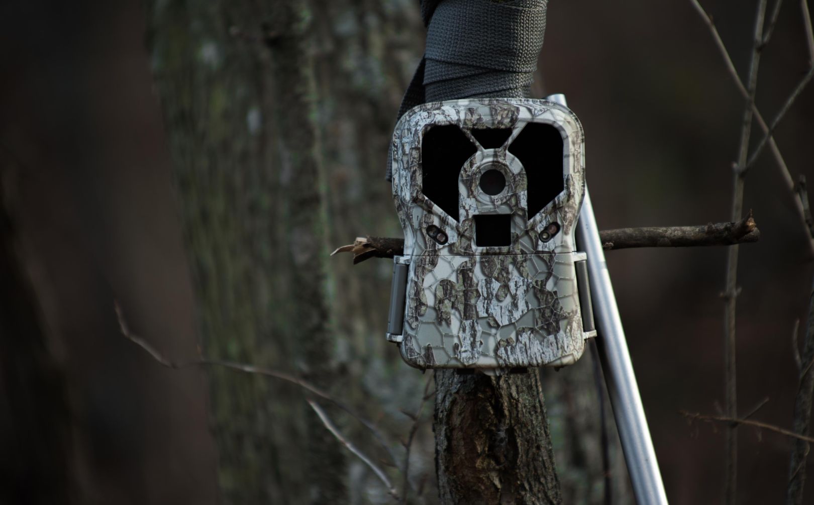 mock scrape buck census