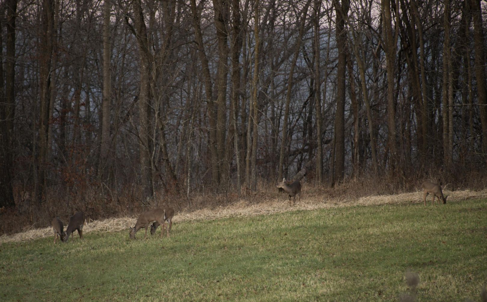 late season food plot hunting