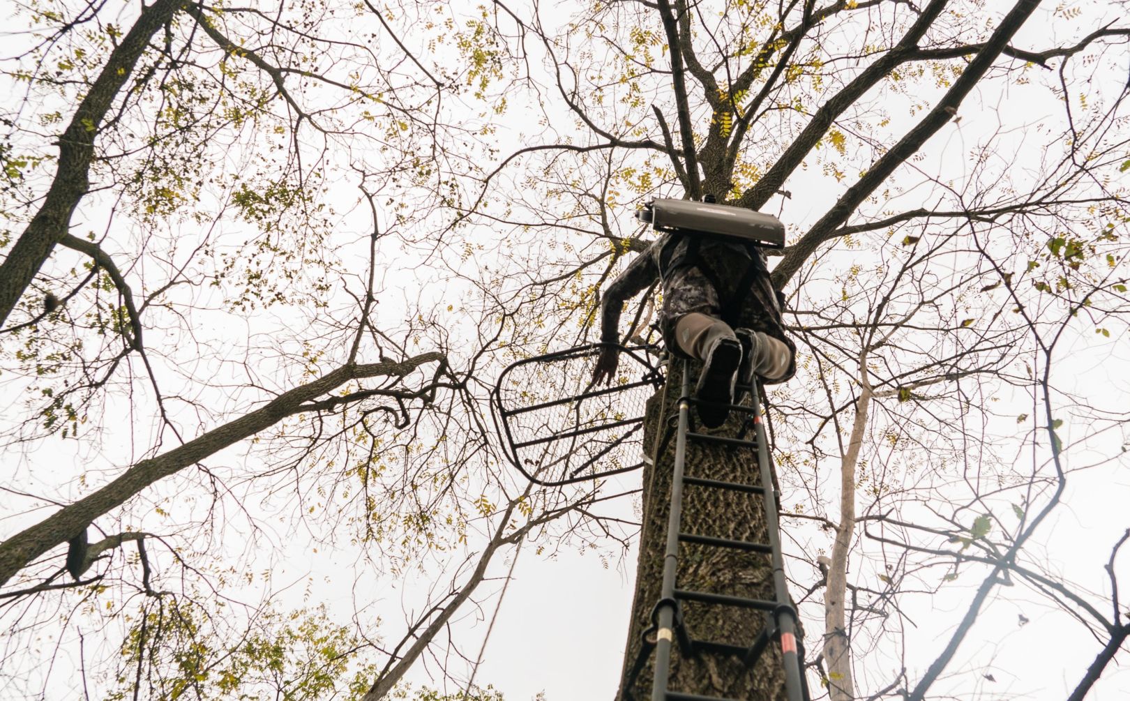 hide in a treestand