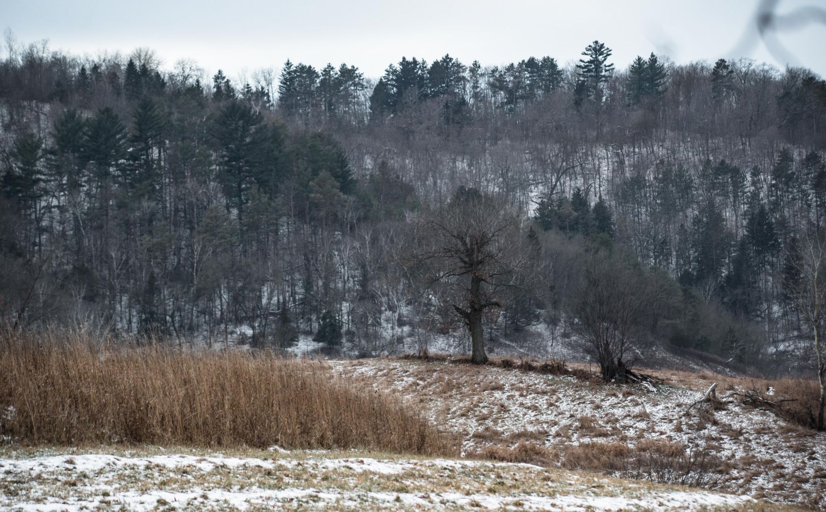 deer sanctuary improvement