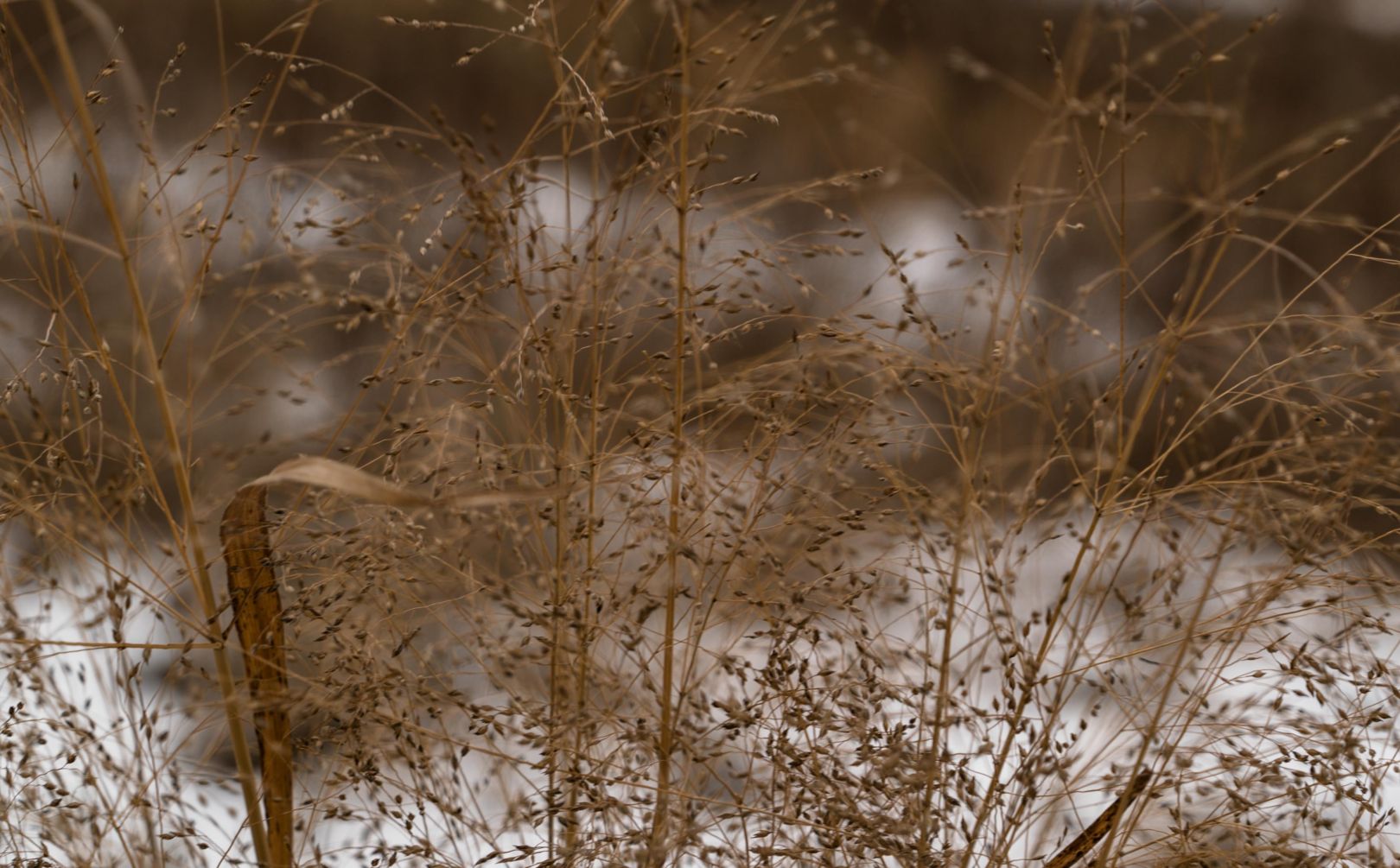 how to plant switchgrass