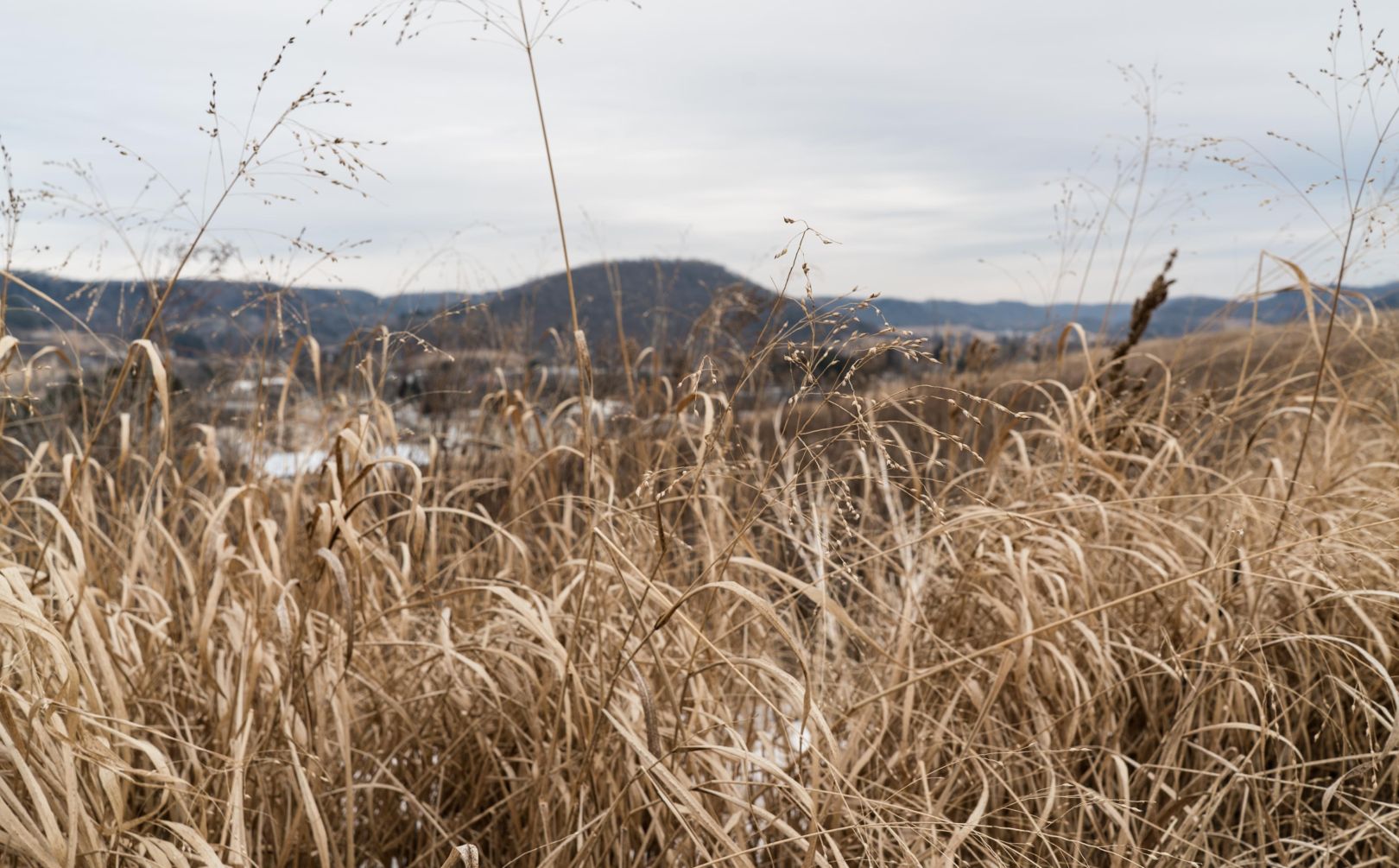 switchgrass deer screening